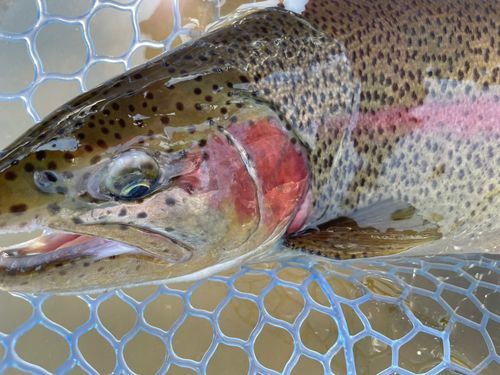 レインボートラウトの釣果