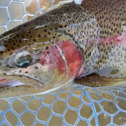 レインボートラウト