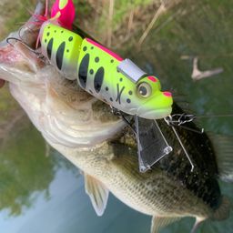 ラージマウスバス