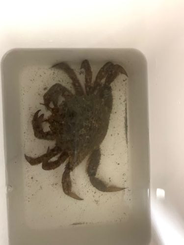 クリガニの釣果