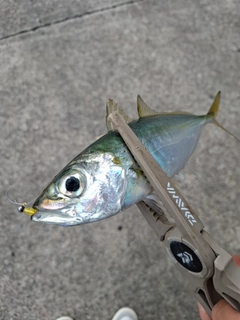 メアジの釣果