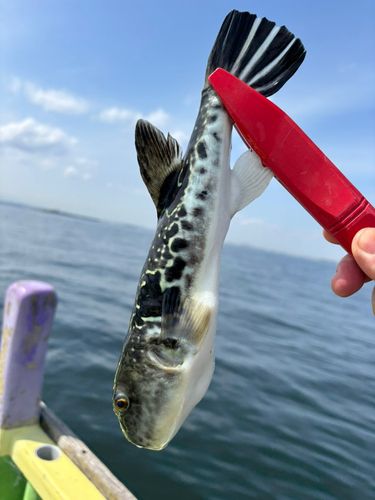 トラフグの釣果