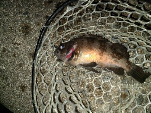 メバルの釣果