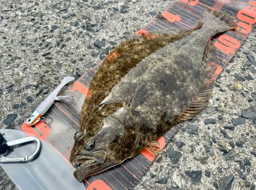 ヒラメの釣果
