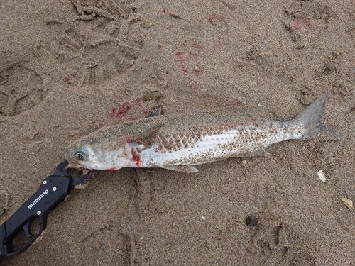 ボラの釣果