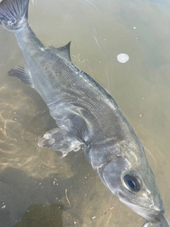 フッコ（マルスズキ）の釣果