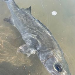 フッコ（マルスズキ）