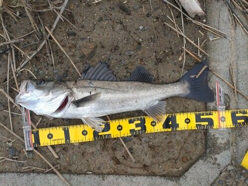 シーバスの釣果
