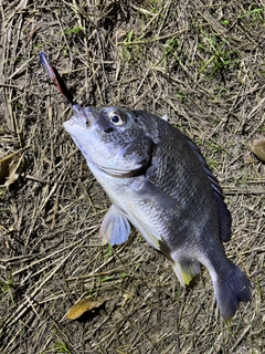 キビレの釣果