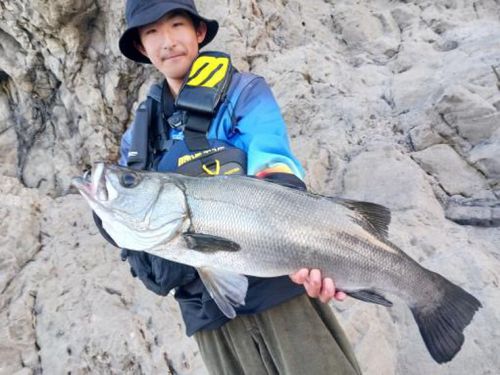 ヒラスズキの釣果