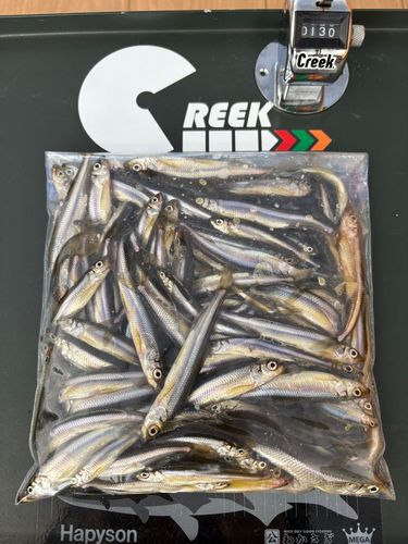 ワカサギの釣果