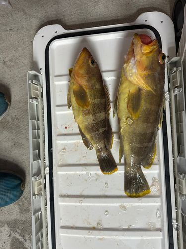 アオナの釣果