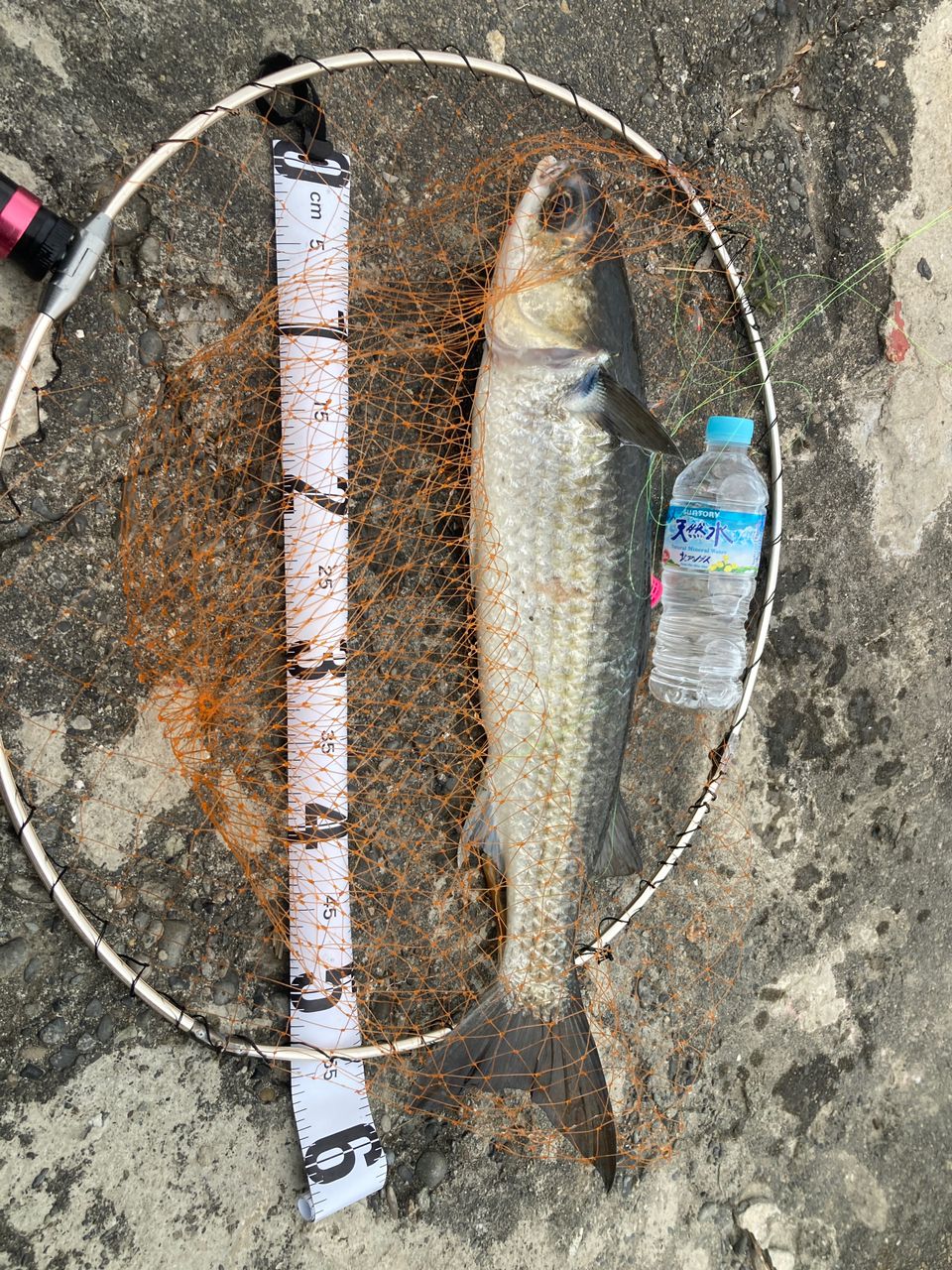 19 IL インプレッサ 1-53 1.5-53 Daiwa 19 IL IMPRESSA 1-53 Telescopic ISO Rod 4960652314114