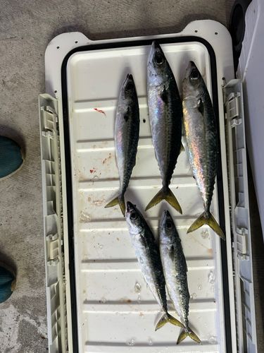 サバの釣果