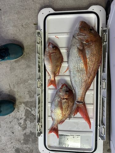 タイの釣果
