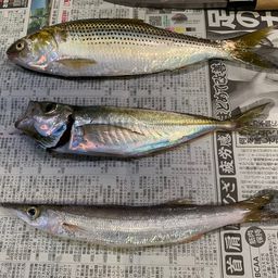 アジ