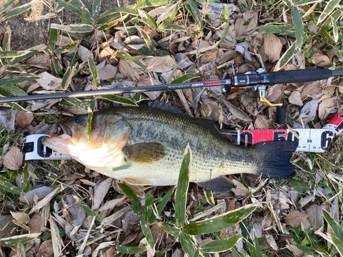 ブラックバスの釣果