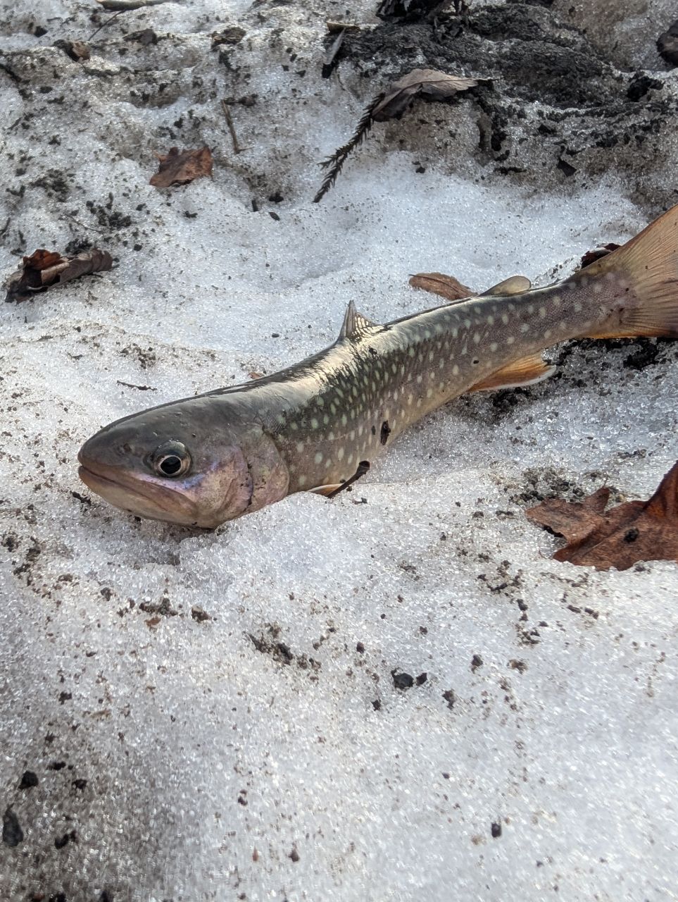 ニッコウイワナ