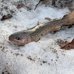 ニッコウイワナ