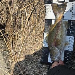 スモールマウスバス