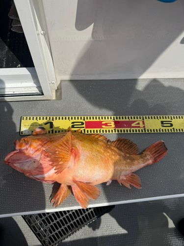 ウッカリカサゴの釣果