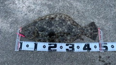 ヒラメの釣果