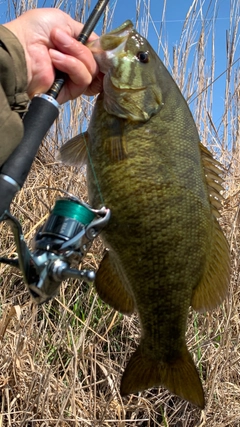 スモールマウスバスの釣果