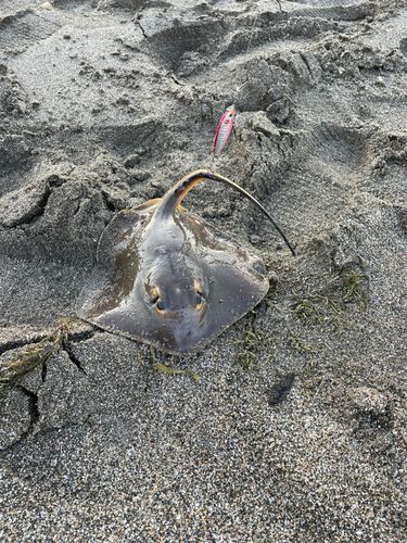 アカエイの釣果