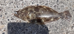 ヒラメの釣果