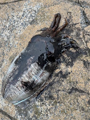 コウイカの釣果