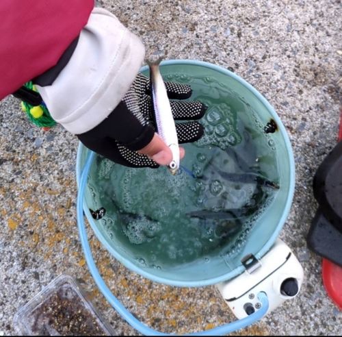 イワシの釣果