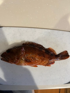 カサゴの釣果