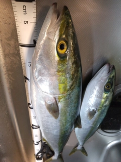 メジロの釣果