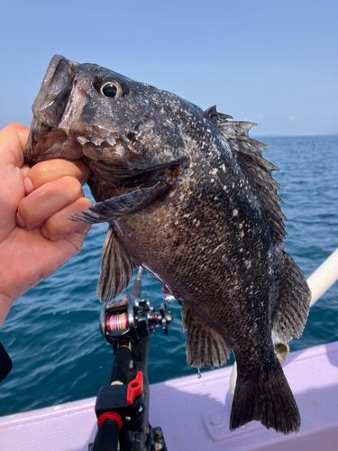 クロソイの釣果