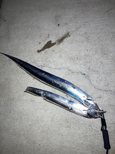 タチウオの釣果