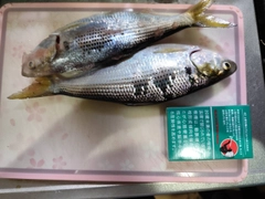 コノシロの釣果