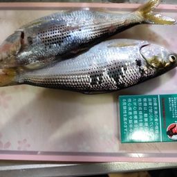 コノシロ