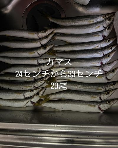 カマスの釣果