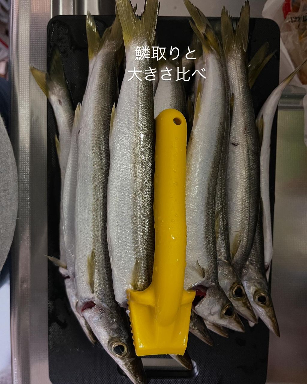 カマス