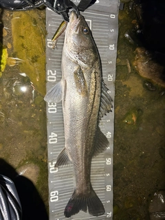 スズキの釣果