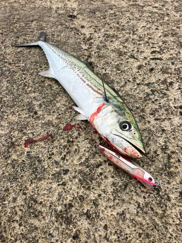 サゴシの釣果