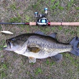 ラージマウスバス