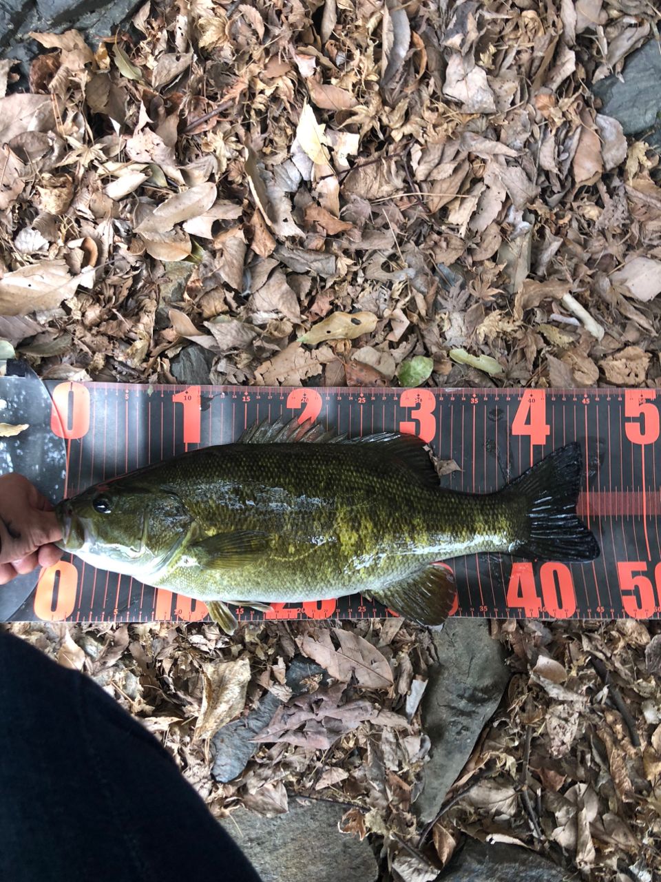 スモールマウスバス