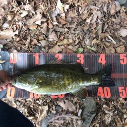 スモールマウスバス