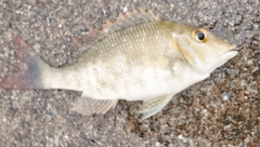 ハマフエフキの釣果