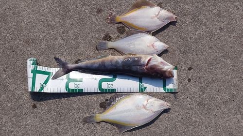 ホッケの釣果