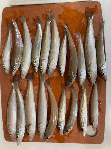 シロギスの釣果