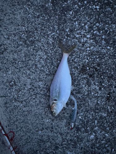 コノシロの釣果