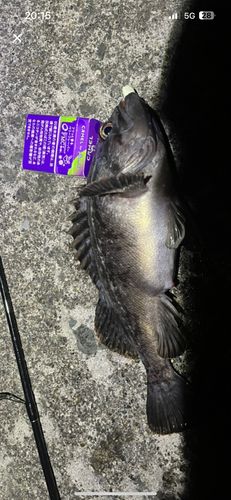 クロソイの釣果