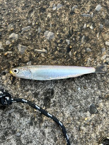 カタクチイワシの釣果